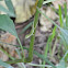 Carolina Anole