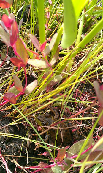 Spotting Image 1