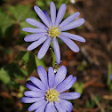 Windflower