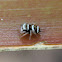 Juvenile Bleekers Jumping Spider