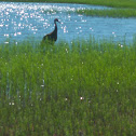 Sandhill Crane