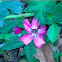 Elegant Flower