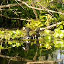 American Coot