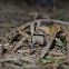 Huntsman spider