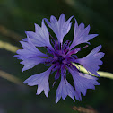 Cornflower