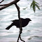Shiny Cowbird?