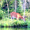 White tailed deer