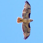 Red Tailed Hawk