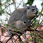 Yellow-spotted Rock Hyrax