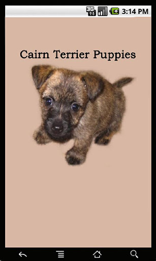 Cairn Terrier Puppies