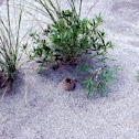 Dwarf lupine