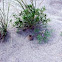 Dwarf lupine