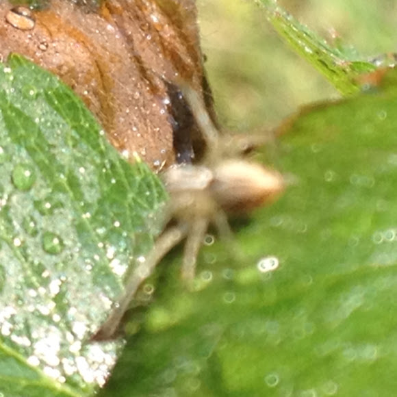 Spotting Image 1