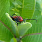 Red Milkweed Beetle