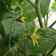 Cherry Tomatoes
