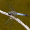Libélula (Black-tailed Skimmer)