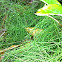 Horsetail
