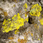 Lichen / Korasti lišaj