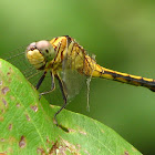 Yellow-tailed Ashy Skimmer (Chatur)