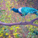 Peacock