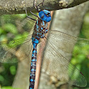 Spatterdock Darner
