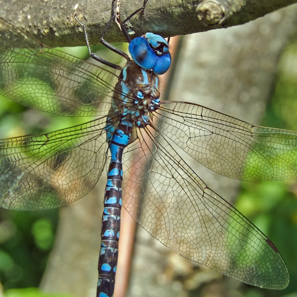 Spotting Image 1