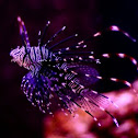 Lionfish