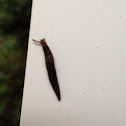 Slug