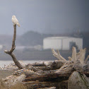 Snowy Owl
