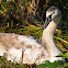 Immature Mute Swan
