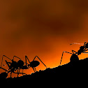 Weaver ant