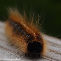 Eastern Tent Caterpillar
