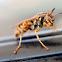 Wasp
