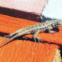 Sagebrush Lizard