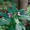 Himalayan Balsam