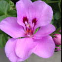 Geranium