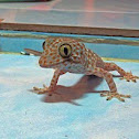 Tokay Gecko