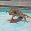 Tokay Gecko