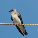 Swallow Sawmill/Southern Rough-Winged Swallow