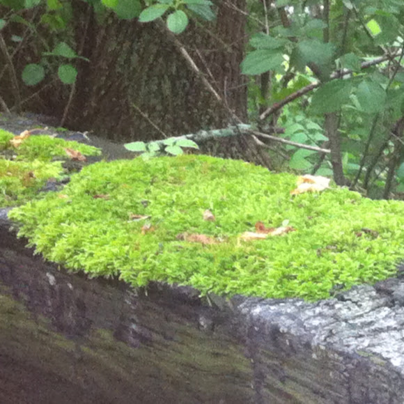 Spotting Image 1