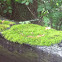 Moss
