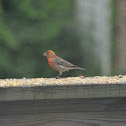 house finch