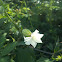 night-flowering catchfly