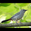 Gray Catbird