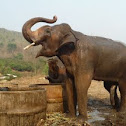 Asian elephant