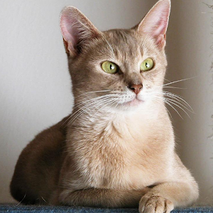 Abyssinian Cats Wallpapers.apk 1.0