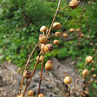 Seedbox