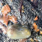 sea vase tunicate
