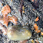 sea vase tunicate