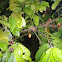 Cocoa  Tree